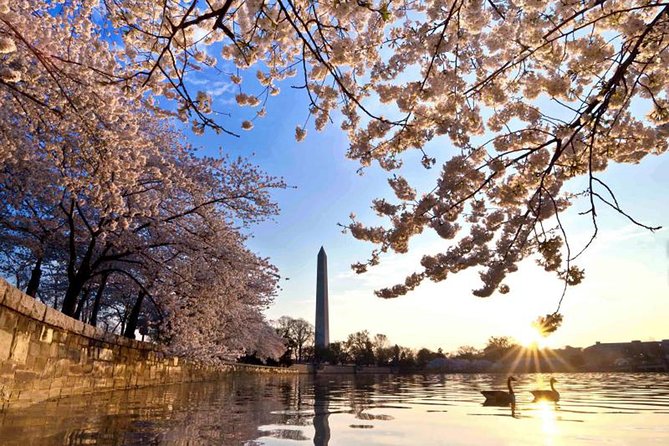 The DC Cherry Blossom Tour - Memorable Moments