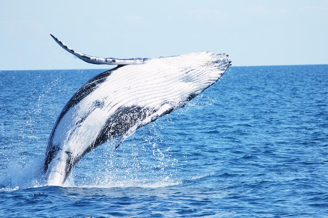 Three-Quarter Day Hervey Bay Premium Whale Watching Cruise - Sum Up