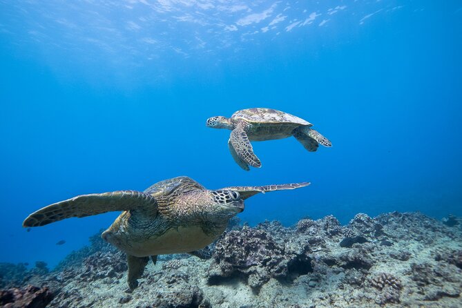 Turtle Canyon Waikiki Snorkel Adventure - Common questions