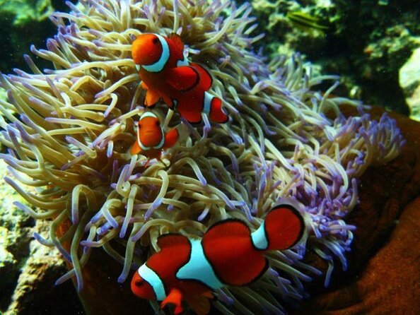 Tusa Reef Tours All Inclusive Great Barrier Reef Tour From Cairns - Key Points