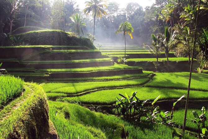 Ubud: Waterfall, Rice Terraces, and Monkey Forest Private Tour - Booking and Contact Details