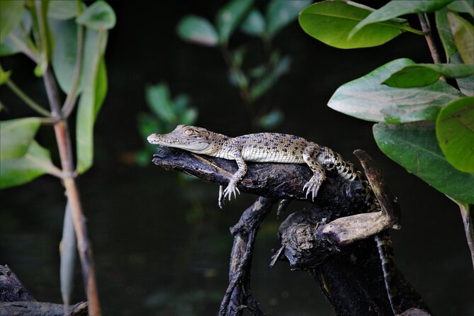 Ultimate Daintree Rainforest Wildlife Experience Cruise - Sum Up