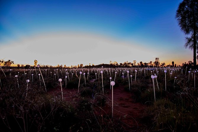 Uluru (Ayers Rock) Field of Light Sunrise Tour - Pricing and Payment Options