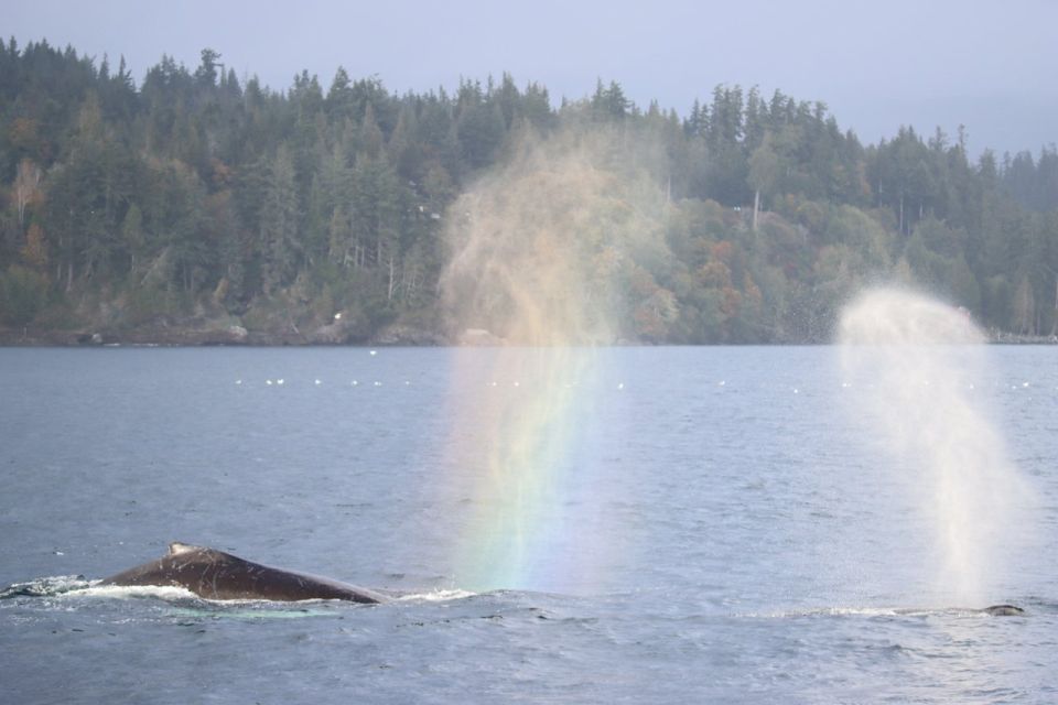 Vancouver Whale Watching Safari - General Information