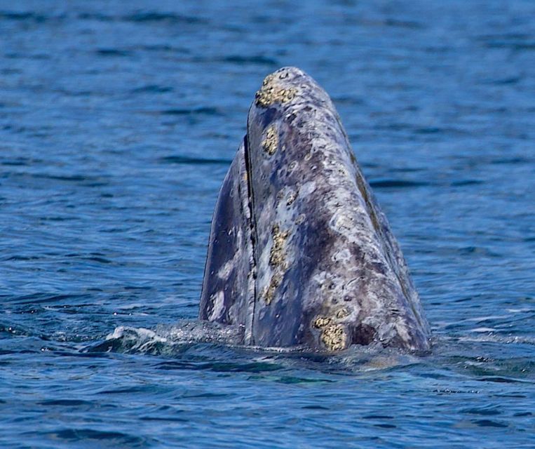 Victoria: Marine Wildlife & Whale Watch Tour - Common questions