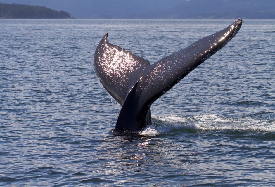 Victoria: Sunset Whale Watching Tour - Common questions