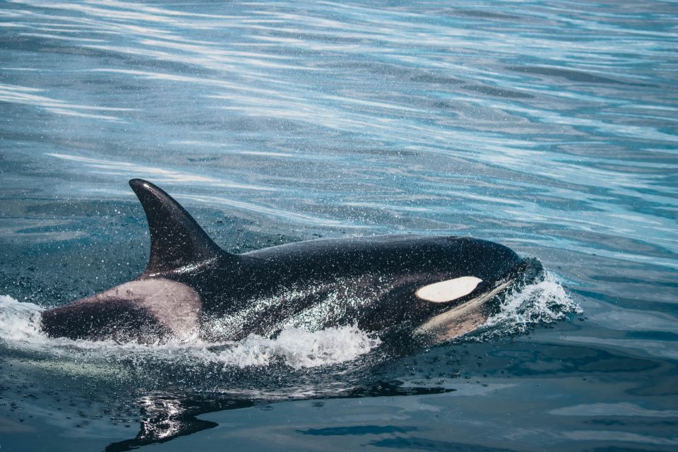 Victoria: Whale Watching Cruise by Covered Boat - Experience Highlights