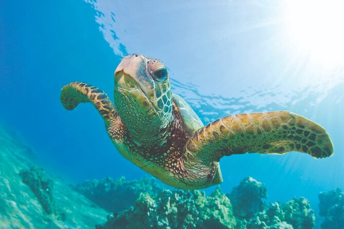 West Oahu Hawaiian Green Sea Turtle, Dolphin Snorkel Sail W Lunch - Key Points