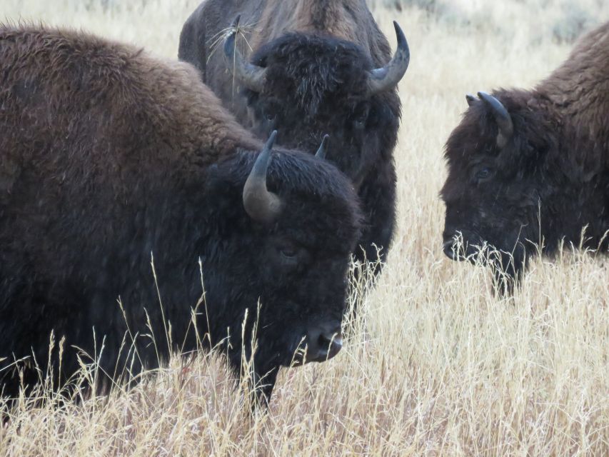 West Yellowstone: Yellowstone Day Tour Including Entry Fee - Customer Reviews and Ratings