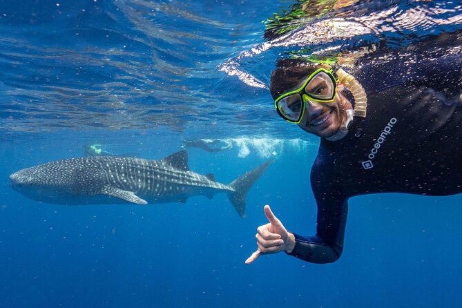 Whale Shark Adventure Tour - Sum Up