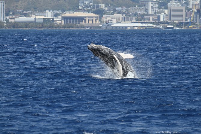 Whale Watch Cruise Aboard the Majestic by Atlantis Cruises - Sum Up