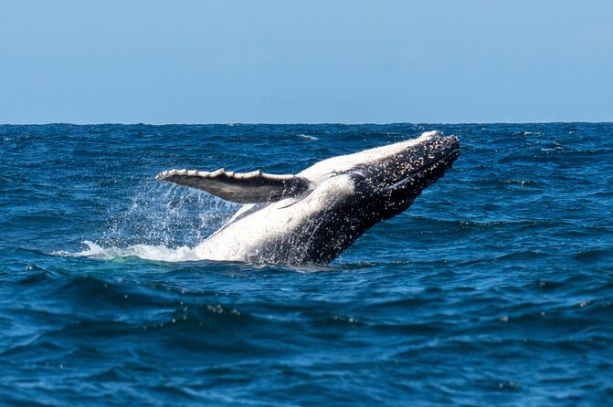 Whale Watching Boat Trip in Sydney - Group Size Limitations