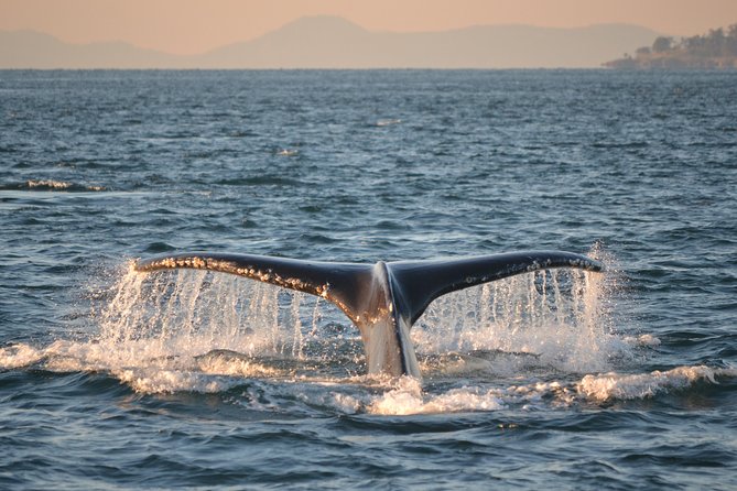 Whale Watching From Friday Harbor - Common questions