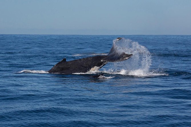 Whale Watching Sailing Experience in Sydney - Sum Up