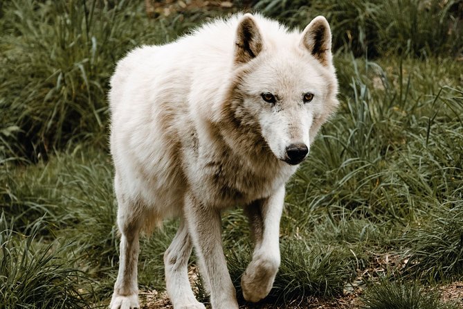 White Wolf Sanctuary Tour  - Oregon - Sum Up