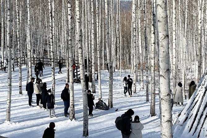 Wondae-ri Birch Forest and In-je Maebawi Icewall Full Day Tour - Contact and Support