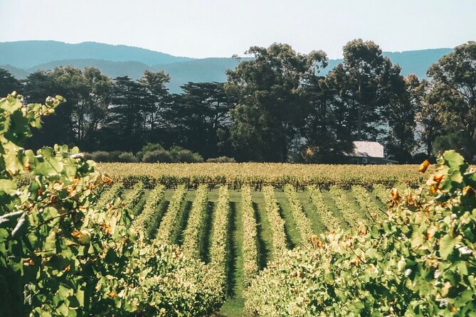 Yarra Valley Luxe Private Tour With Champagne Brunch - Pricing and Budgeting Information