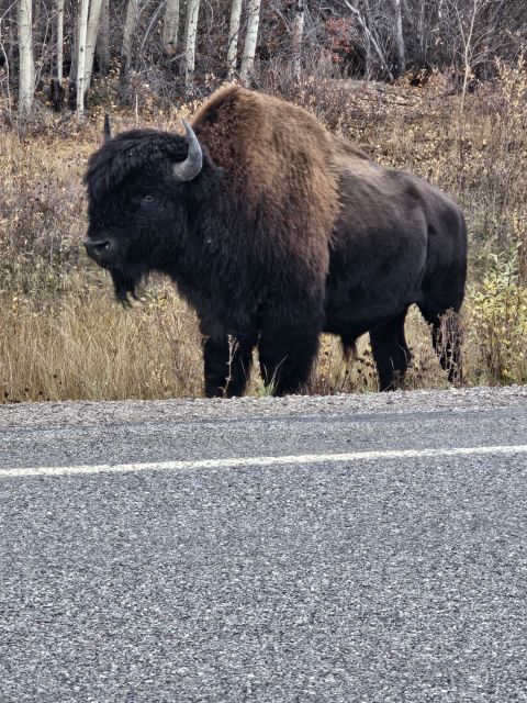 Yellowknife: Bison Highway Road Tour - Sum Up