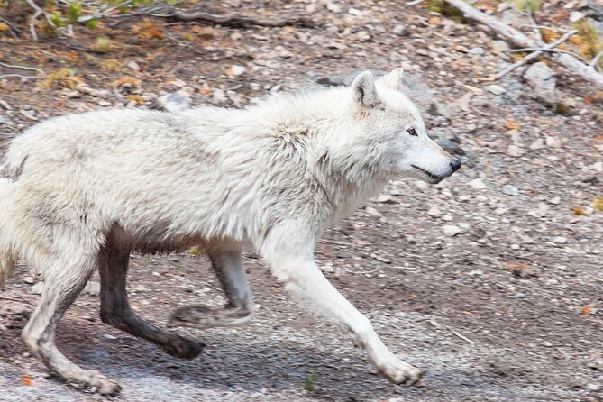 Yellowstone Wildlife Safari From Bozeman - Private Tour - Sum Up