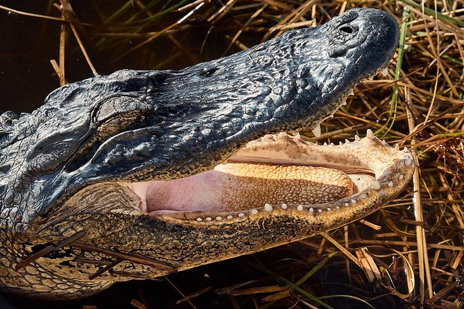 1-Hour Air Boat Ride and Nature Walk With Naturalist in Everglades National Park - Common questions