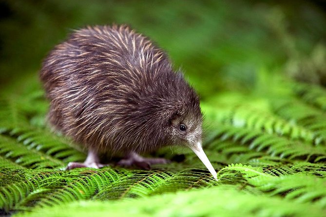 Akaroa Shore Excursion: Banks Peninsula, Christchurch City Tour and Willowbank Wildlife Reserve - Return Journey and Refund Policy