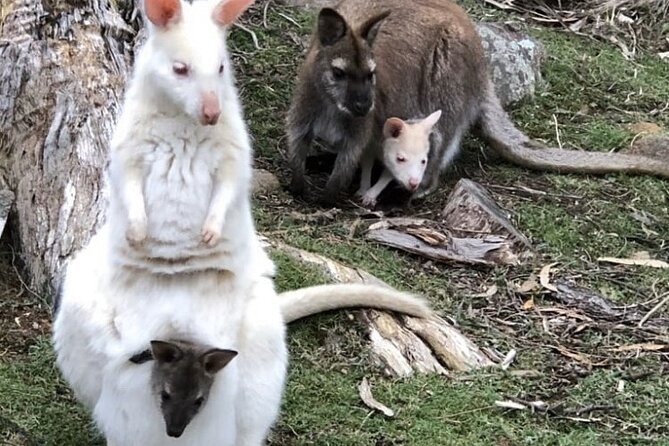 All Inclusive Private Bruny Island Discovery Tour - Traveler Experience