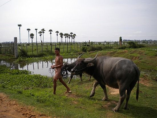 Back to Basics: Village Life Tour From Siem Reap - Sum Up