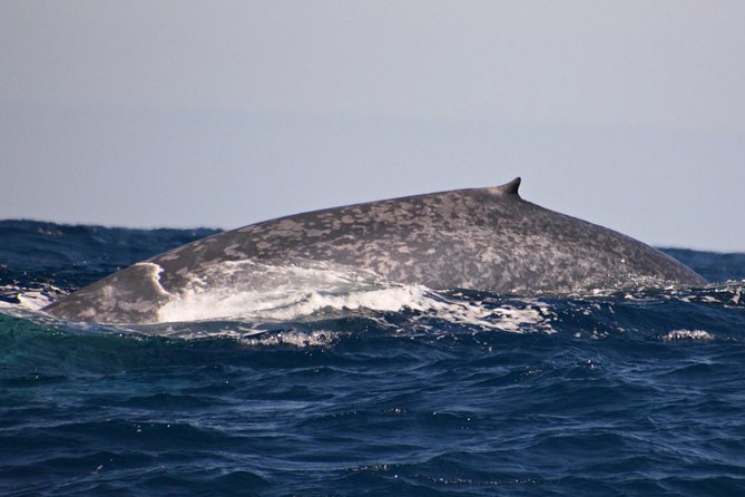 Blue Whale Perth Canyon Expedition - Final Thoughts and Recommendations