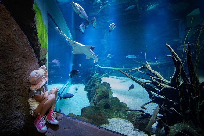 Cairns Aquarium Admission Ticket - Visitor Reviews and Recommendations