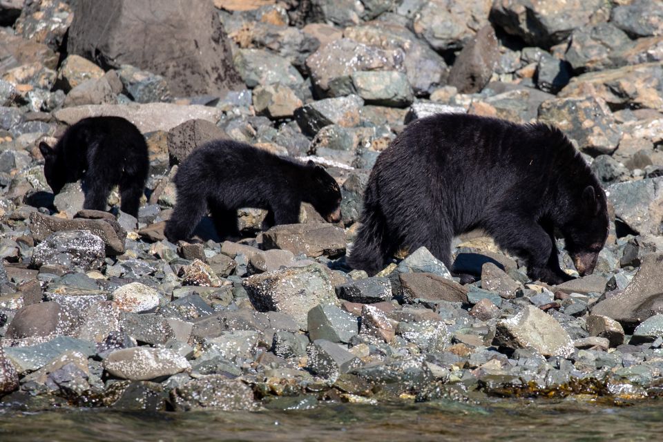 Campbell River: Whale Watching and Wildlife Viewing Day Tour - Sum Up