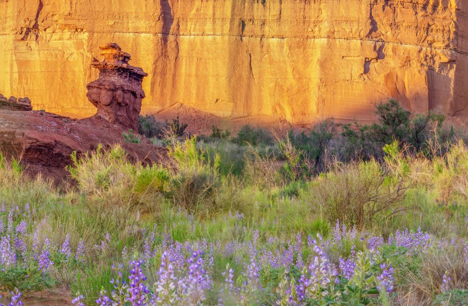 Capitol Reef National Park: Cathedral Valley Day Trip - Common questions