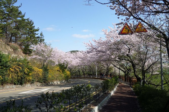 Cherry Blossom Tour in Busan and Jinhae From Busan - Sum Up