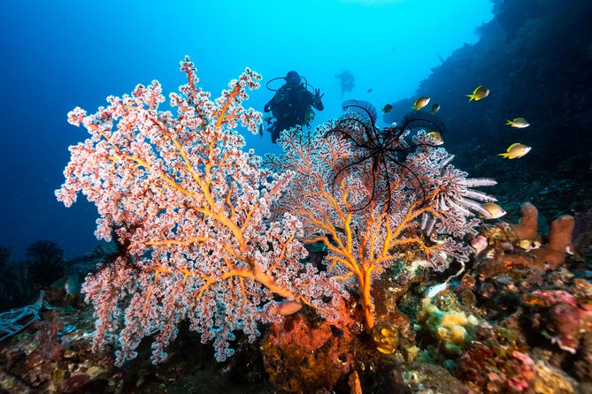 Coral Garden and Liberty Shipwreck Beginner Scuba Diving Tour  - Tulamben - Sum Up