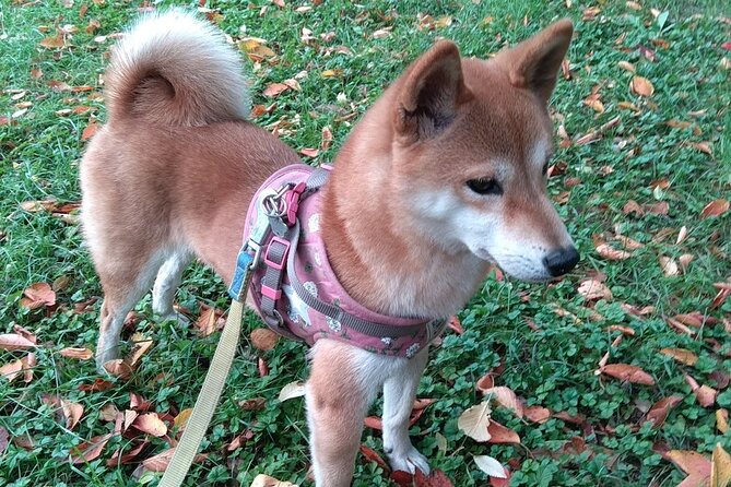 Exploring Everyday Life in Downtown Tokyo Walking With Shiba-Inu - Sum Up