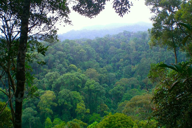 FAMILY JUNGLE TOUR: Orangutan Trek (4-Hours Hike) by Ecotravel Bukit Lawang - Cancellation Policy Details