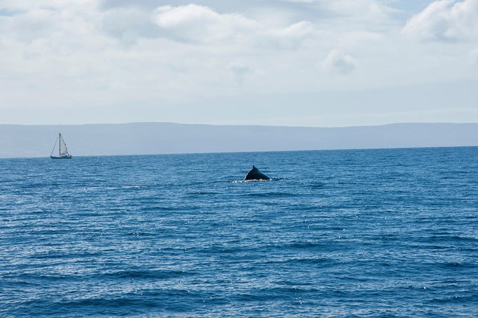 Favorite Oahu Whale Watch! (2 Hour Tour! Ala Wai Harbor, Oahu) - Logistics and Meeting Point