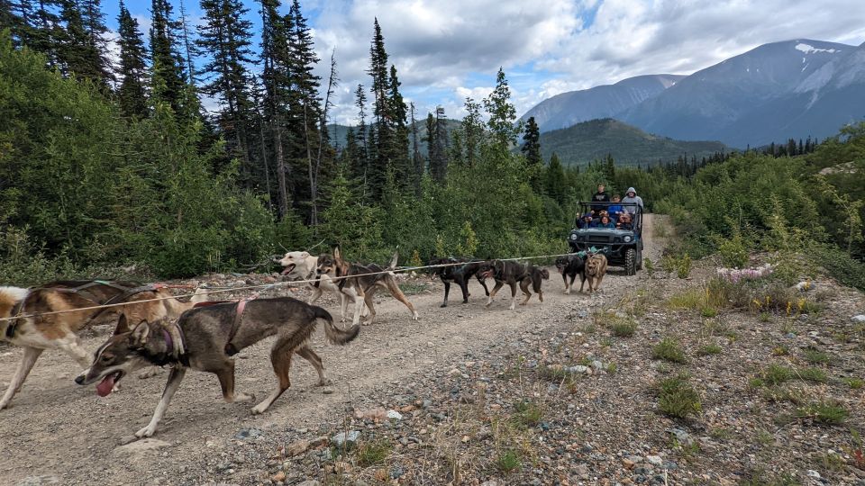 From Skagway: Yukon Sled Dog Mushing & White Pass Combo - Value for Money