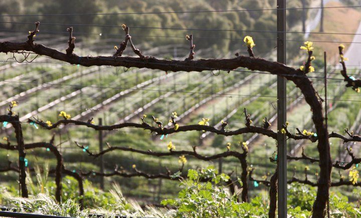 Full-Day Inclusive Wine Tasting Tour From Santa Barbara - Sum Up