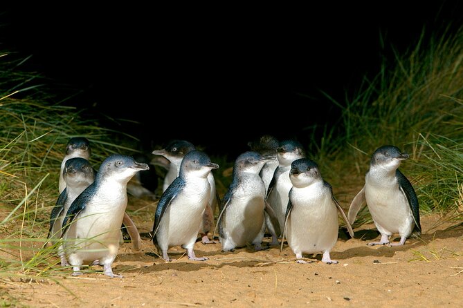 Full-Day Private Australian Wildlife Tour of Phillip Island - Sunset Penguin Viewing