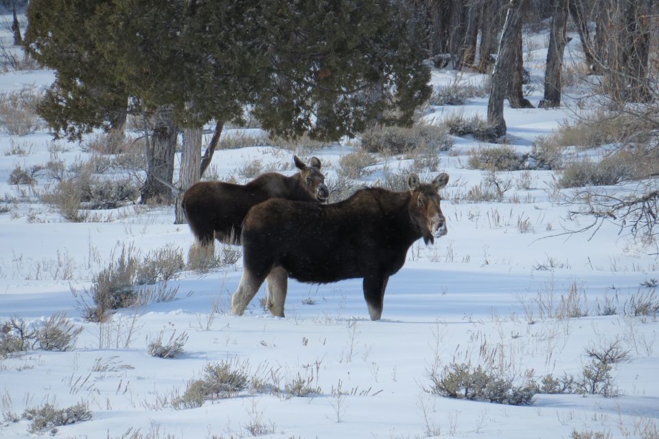 Grand Teton National Park: Wildlife Tour and Sleigh Ride - Customer Reviews