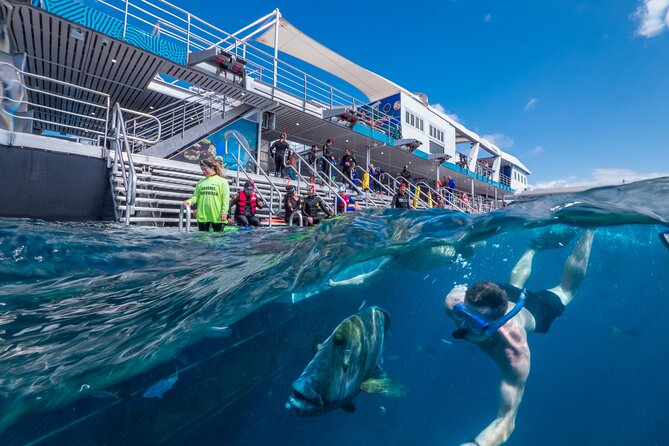 Great Barrier Reef Full-Day Snorkeling Cruise From Cairns  - Cairns & the Tropical North - Sum Up