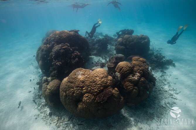 Half Day Snorkel 2.5hr Turtle Tour on the Ningaloo Reef, Exmouth - Host Interaction and Responses