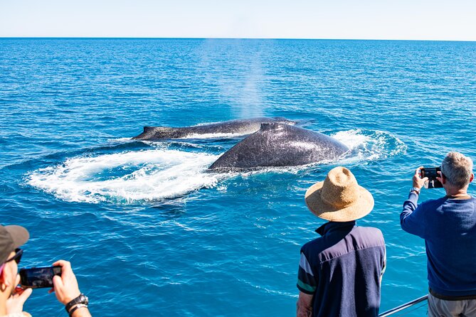 Half-Day Whale Watching Sunset Cruise From Broome - Common questions