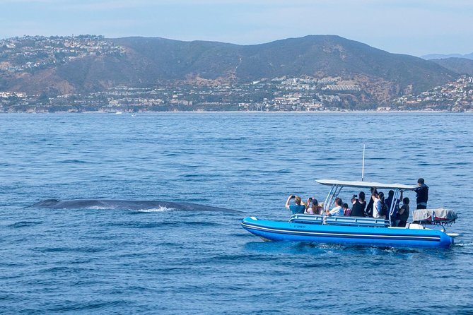High Speed Zodiac Whale Watching Safari From Dana Point - Wildlife Encounters and Marine Insights