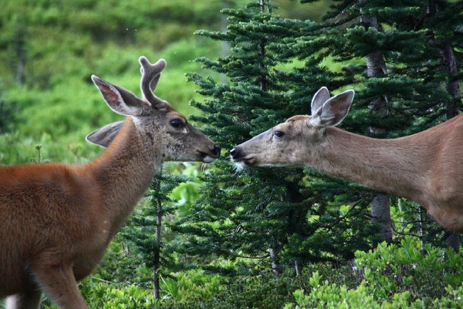 Hike Mt. Rainier & Taste Yakima Valley Wine: All-Inclusive Day Tour From Seattle - Common questions