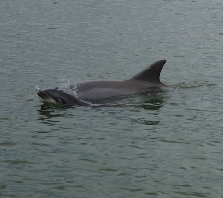 Hilton Head Island: Dolphin and Nature Tour - Common questions
