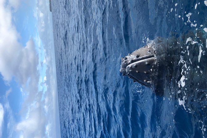 Lahaina Small-Vessel Whale-Watching Experience  - Maui - Directions