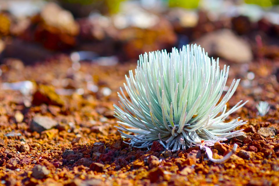 Maui: Haleakala Sunrise Eco Tour With Breakfast - Guided Tour Details