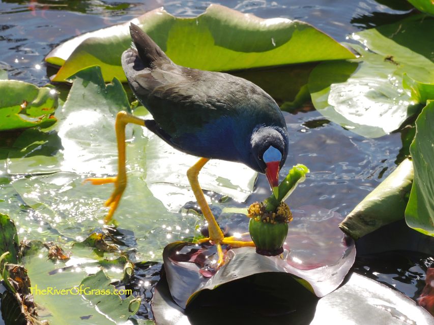 Miami: Everglades River of Grass Small Airboat Wildlife Tour - Sum Up