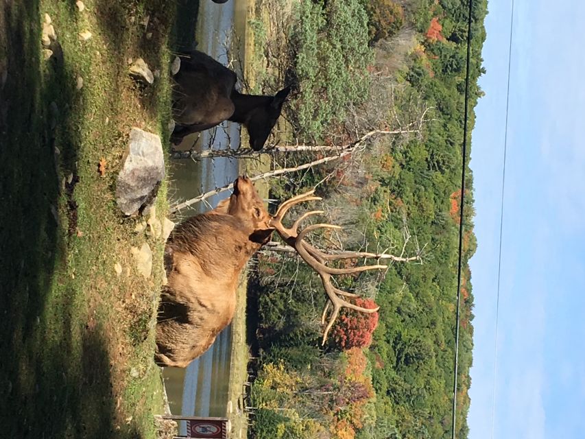 Montreal: Private Day Tour to Parc Omega & Montebello Lodge - Review Summary